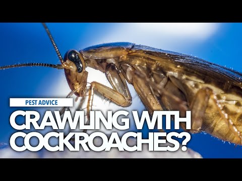 Pest Advice Cockroach