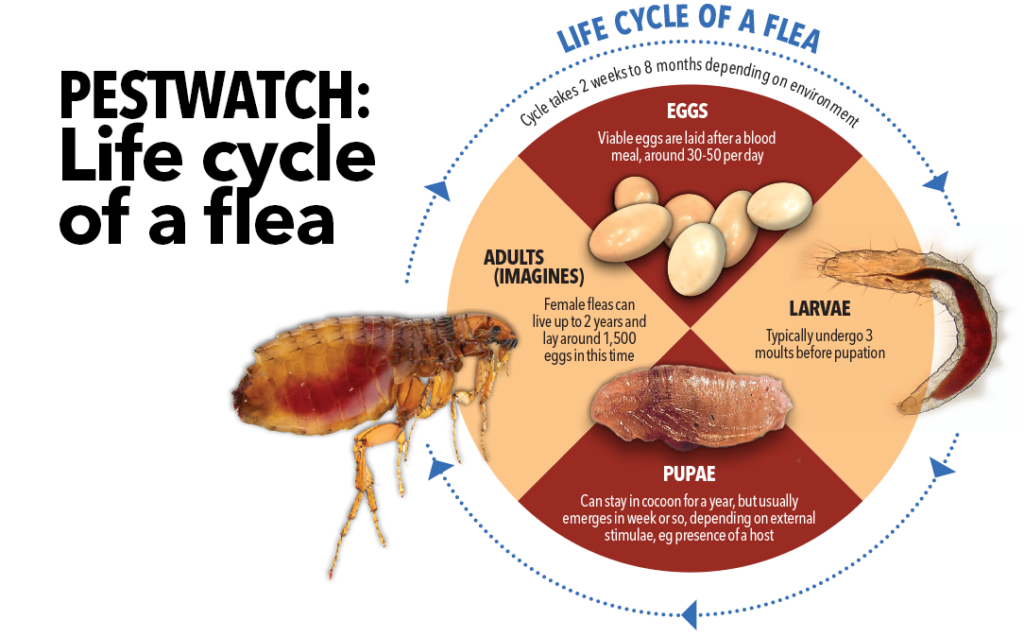 life cycle pest