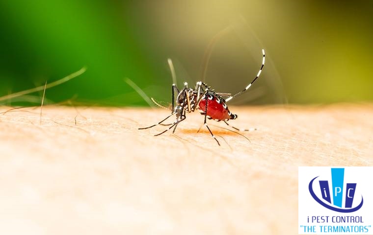 How to get rid of Mosquitoes forever - Blog By: iPC – Bahrain Best Pest Control Company