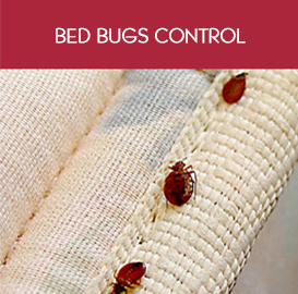 Bed bugs control in Bahrain