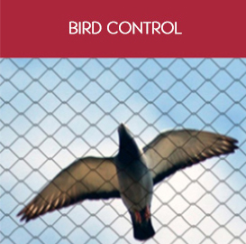 Birds control services in Bahrain
