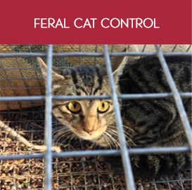 Feral cat control in Bahrain