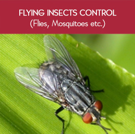 Fly insects control in Bahrain