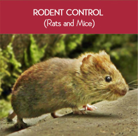 Rodent control treatment in Bahrain