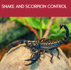Snake and scorpion control in Bahrain
