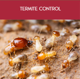 Termite Control service in Bahrain