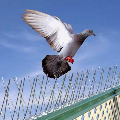 Bird Control Service Bahrain | Bahrain Bird Control Service 