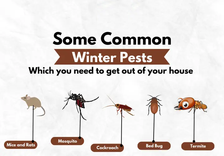 Common-Winter-Pests-List-Bahrain