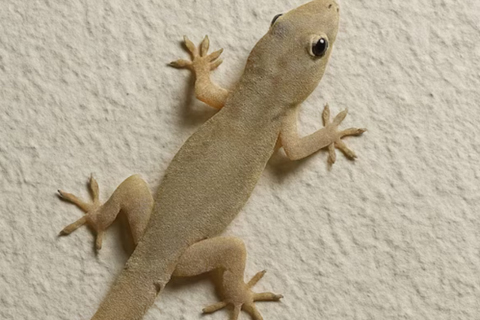 Lizard Control