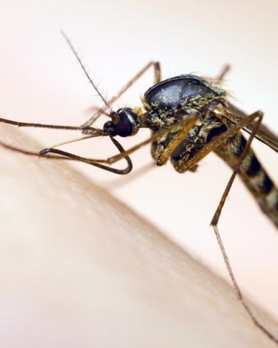 mosquito-prevention